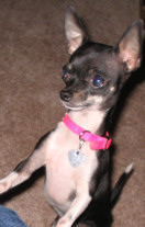 Curious Miniature Chihuahua