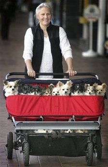 Doggies in Baby Carriage