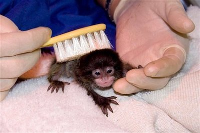 Baby Monkey